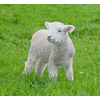 Lambselect's Avatar